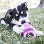 KONG Puppy Binkie Dog Toy - Stuffable Chew