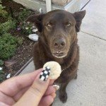 Pupford Freeze Dried Banana Dog Treats 3 oz