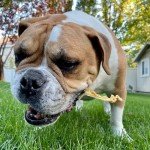 Pupford Turkey Tendon Chews for Maltese Dogs