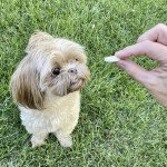 Pupford Freeze Dried Banana Dog Treats 3 oz