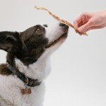 Pupford Turkey Tendon Chews for Maltese Dogs