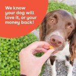 Cheddar Cheese Crunchies for Maltese Dogs