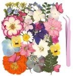 75Pcs Dried Flowers and Butterflies for DIY Crafts