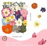 75Pcs Dried Flowers and Butterflies for DIY Crafts