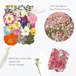 75Pcs Dried Flowers and Butterflies for DIY Crafts
