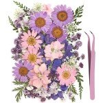 40Pcs Dried Pressed Flowers for DIY Crafts