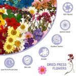 174 Pcs Dried Pressed Flowers for DIY Crafts