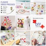 174 Pcs Dried Pressed Flowers for DIY Crafts