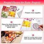 Dried Pressed Flowers and Fruits Art Set