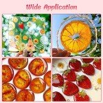 Dried Pressed Flowers and Fruits Art Set