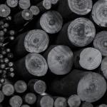 PH Coate Artist Willow Charcoal Assorted Length, 30 Sticks, Black