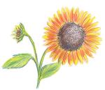 Faber-Castell Classic Colored Pencils Tin Set, 36 Vibrant Colors In Sturdy Metal Case - Premium Children's Art Products