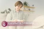 PURE ORIGINAL INGREDIENTS Caralluma Fimbriata, (100 Capsules) Always Pure, No Additives Or Fillers, Lab Verified
