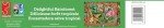 Ceaco - Parker Fulton - Delightful Rainforest - 2000 Piece Jigsaw Puzzle