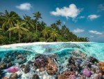 Ravensburger - A Dive in The Maldives - 2000 Piece Jigsaw Puzzle - Stunning Imagery - Beautiful & Intricate - Unique View of an Undersea World - Premium Quality - Puzzles for Adults