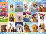 Buffalo Games - Michael Quackenbush - It's a Ruff Life - 1500 Piece Jigsaw Puzzle for Adults Challenging Puzzle Perfect for Game Nights - Finished Size is 38.50 x 26.50