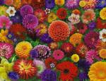 Springbok Blooming Every Daisy 500 Piece Jigsaw Puzzle for Adults - Colorful Flower Collage - Unique Cut Pieces - Great for Relaxing and Mindful Activity - Finished Size 23.5" x 18"