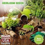 Culinary & Medicinal Herb Seed Variety Pack