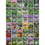 36 Variety Medicinal Herb Seed Pack for Planting