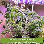Hydroponic Vegetable Seed Kit for Indoor Gardening