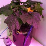 5 Gallon DWC Hydroponic Bucket Kit