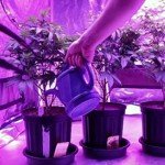 Hydroponics pH Up and Down Kit - 10oz