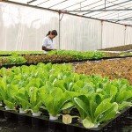 Halatool Rockwool Grow Cubes for Hydroponics