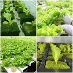 Hydroponic Seed Starter Rockwool Cubes - 100 Plugs