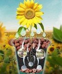 Organic Clay Pebbles for Hydroponics and Orchids