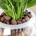 Halatool 2 LB Organic Expanded Clay Pebbles for Plants