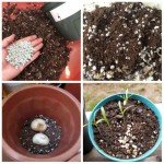 Coarse Perlite for Better Plant Growth and Drainage