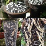 Coarse Perlite for Better Plant Growth and Drainage