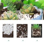 Coarse Perlite for Better Plant Growth and Drainage