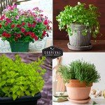 Indoor Hydroponic Garden Seeds for Small Spaces
