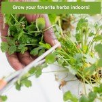 Hydroponic Herb Seed Collection for Indoor Gardens