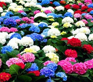 50 Mixed Blue Giant Snowball Hydrangea Seeds