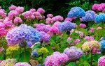 50 Mixed Blue Giant Snowball Hydrangea Seeds