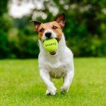SPORTIC Tennis Balls, High Bounce Practice Tennis Balls with Mesh Bag for Easy Transport, Pet Dog Playing Balls,Duty Felt Pressurized Tennis Ball for Beginner Training (36pcs)