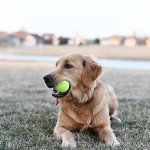 Tebery 20 Pack Green Advanced Training Tennis Balls Practice Ball with Mesh Carry Bag