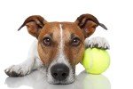 VIV 50 Pack Tennis Balls Bulk, Advanced Practice Pressure Ball Bouncing 53in High Durable; Official Size 2.5 in Pet Dog Balls, Tougher Tennis Ball for Dogs; Bulk Tennis Ball Training Machine, Walkers