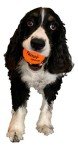 Woof Sports Dog Tennis Balls 12 Orange Tennis Balls for Dogs. Easy to Find! Includes Carrying Bag. Medium Size. Fits Standard Ball Launchers