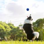 Magicorange Tennis Balls, 12 Pack Advanced Training Tennis Balls Practice Balls, Pet Dog Playing Balls, Come with Mesh Bag for Easy Transport, Good for Beginner Training Ball (Blue)