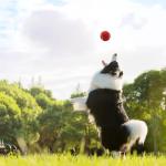 Magicorange Tennis Balls, 12 Pack Advanced Training Tennis Balls Practice Balls, Pet Dog Playing Balls, Come with Mesh Bag for Easy Transport, Good for Beginner Training Ball (Red)