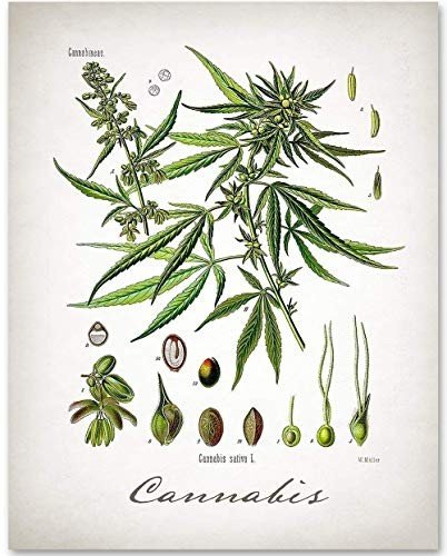 420 Art & Signs