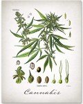 Cannabis - 11x14 Unframed Weed Posters Art Print - Cannabis Illustration, Dispensaries Decor and Marijuana Enthusiasts Gift, Makes Great Marijuana Decor and Stoner Decor Gift