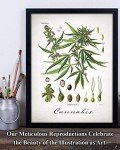 Cannabis - 11x14 Unframed Weed Posters Art Print - Cannabis Illustration, Dispensaries Decor and Marijuana Enthusiasts Gift, Makes Great Marijuana Decor and Stoner Decor Gift