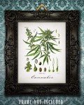 Cannabis - 11x14 Unframed Weed Posters Art Print - Cannabis Illustration, Dispensaries Decor and Marijuana Enthusiasts Gift, Makes Great Marijuana Decor and Stoner Decor Gift