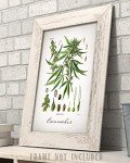 Cannabis - 11x14 Unframed Weed Posters Art Print - Cannabis Illustration, Dispensaries Decor and Marijuana Enthusiasts Gift, Makes Great Marijuana Decor and Stoner Decor Gift
