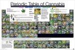 Culturenik Periodic Table of Cannabis (Weed Marijuana Table) Novelty Drug Smoking Humor Poster Print (Unframed 24 x 36 Poster)