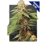 Trippy Marijuana Weed Plant 3D Poster Wall Art Decor Print | 11.8 x 15.7 | Lenticular Posters & Pictures | Photo Memorabilia Gift for Guys & Girls Bedroom | Cool Hippie Psychedelic Sativa Pot Leaf Bud